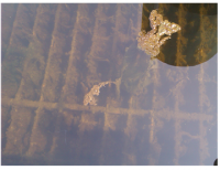 同時(shí)存在氨氮和COD要先處理哪個(gè)？